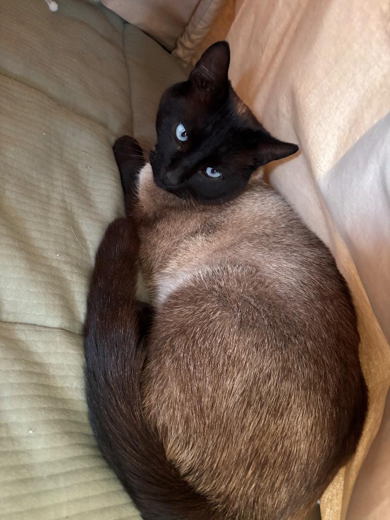 Kat half siamees, Dieren en Toebehoren, Katten en Kittens | Dekkaters, 3 tot 5 jaar