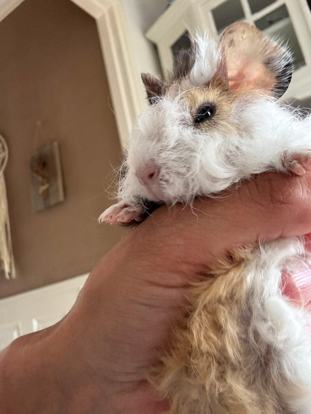 Lunkayria cavias 2 beertjes mogen verhuizen, Cavia, Juni, Mannelijk, Tam