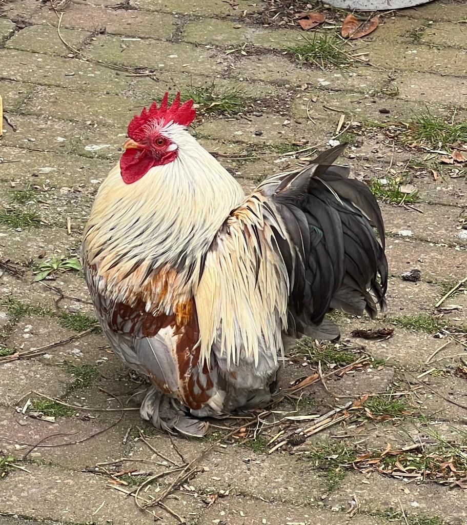 Cochin haan, Dieren en Toebehoren, Pluimvee, Mannelijk, Kip