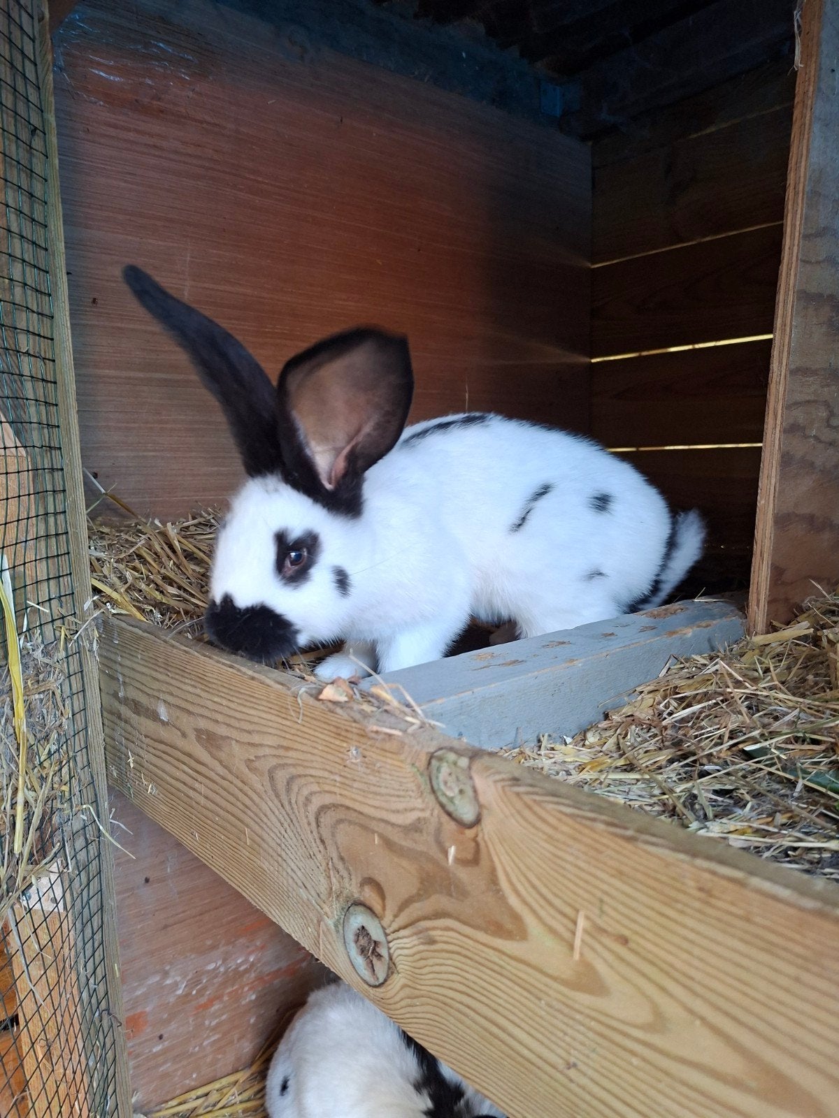 Mooie lotharingers!, Dieren en Toebehoren, Vrouwelijk, Groot