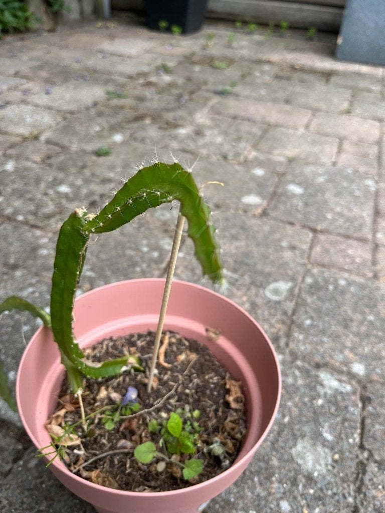 Gele Dragon Fruit Cactus 20cm, Ophalen, Volle zon, Vaste plant, Winter