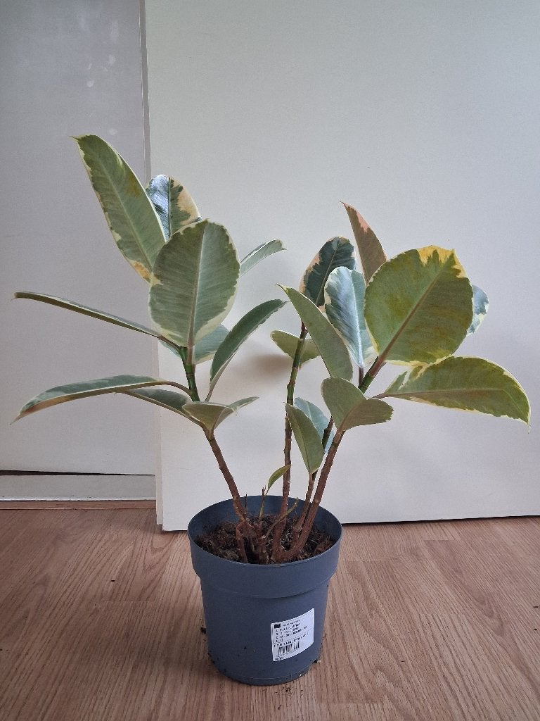 Ficus Elastica Tineke - Rubberboom / Rubberplant H: 55 cm., Ophalen, Ficus, Halfschaduw, Minder dan 100 cm