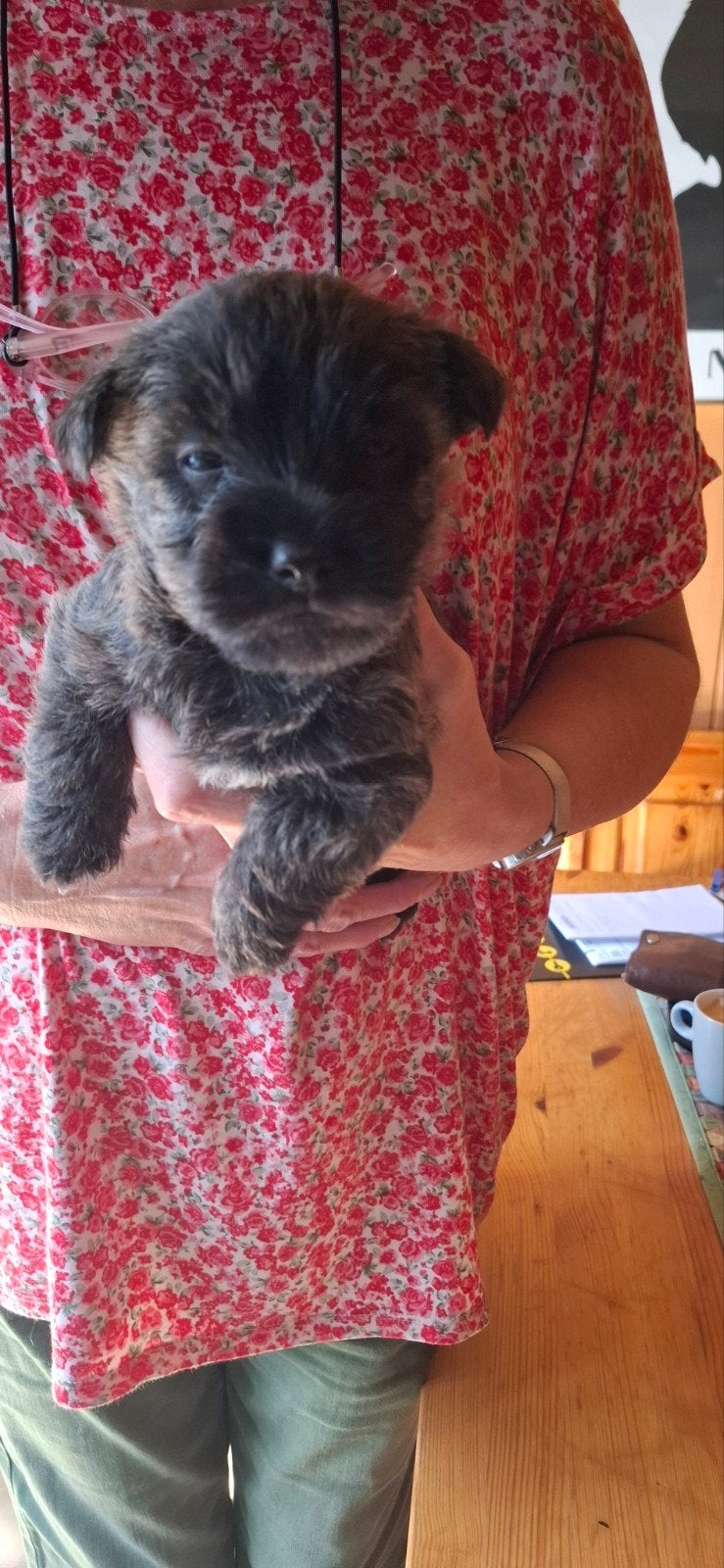 cairn terrier, Dieren en Toebehoren, Overige rassen, CDV (hondenziekte), 8 tot 15 weken, Meerdere dieren