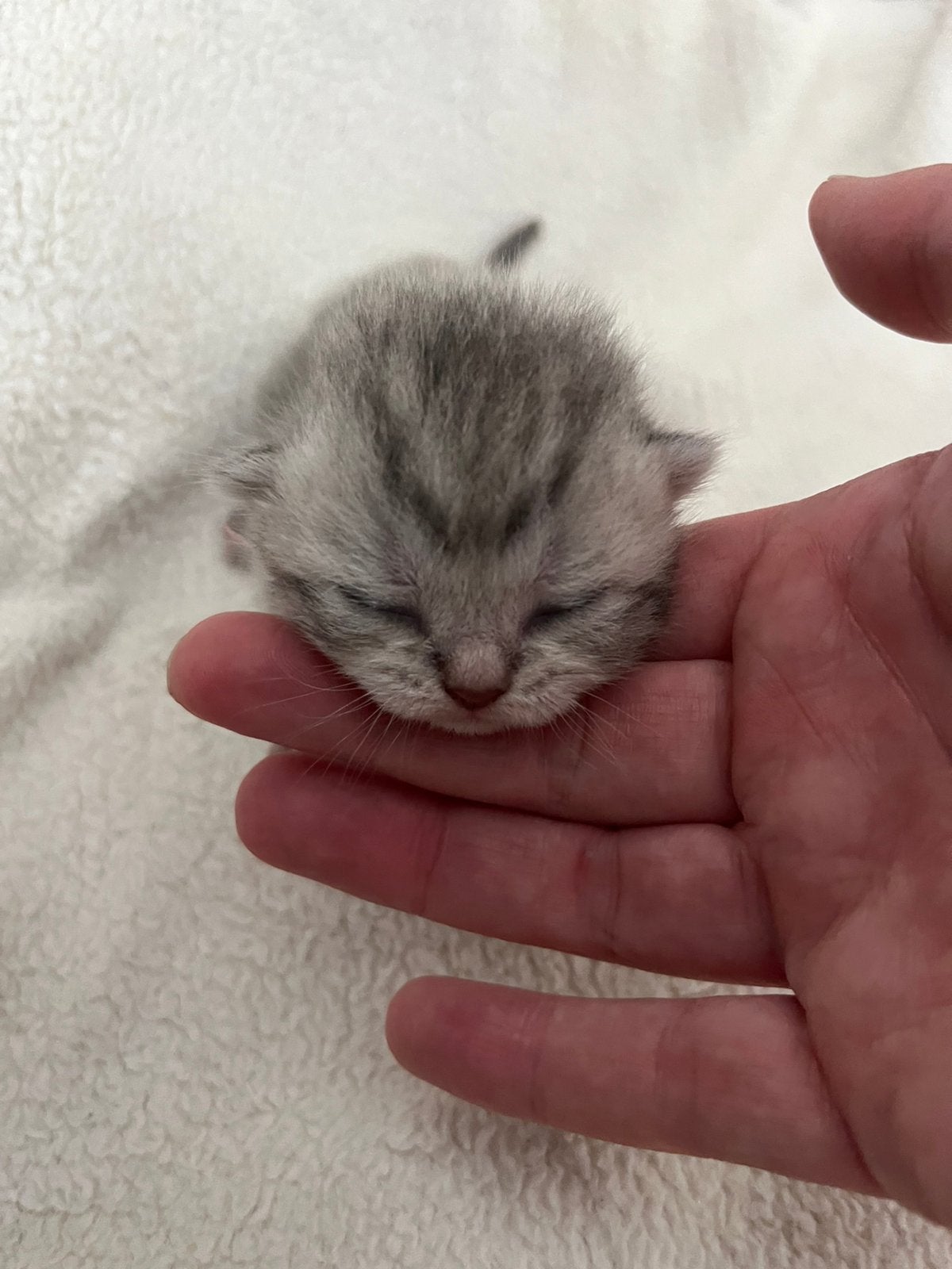 Britse korthaar kittens te koop poesjes, Poes, Ontwormd, 0 tot 2 jaar