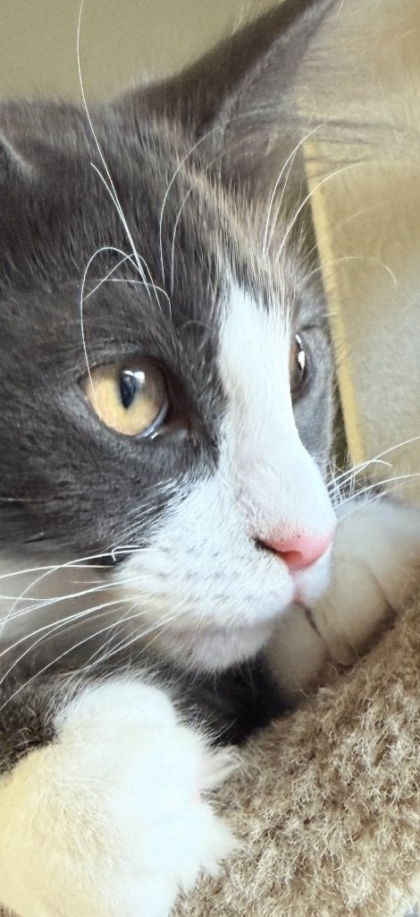Noorse boskat poes blauw/wit met stamboom, Dieren en Toebehoren, Poes, Met stamboom, 0 tot 2 jaar