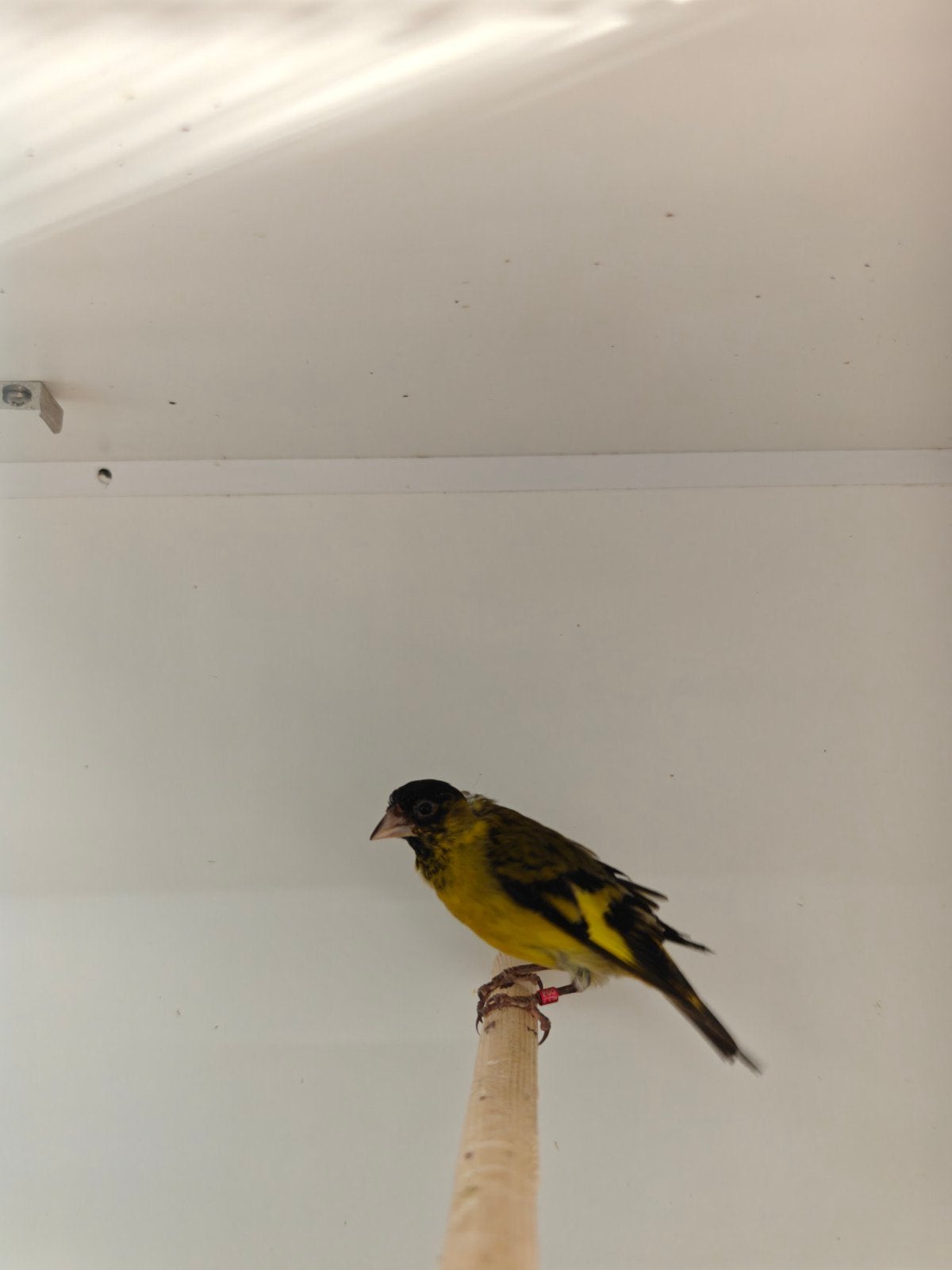 2 x bastaard magaalsijs x Baardsijs mannen, Mannelijk, Wildzangvogel, Geringd