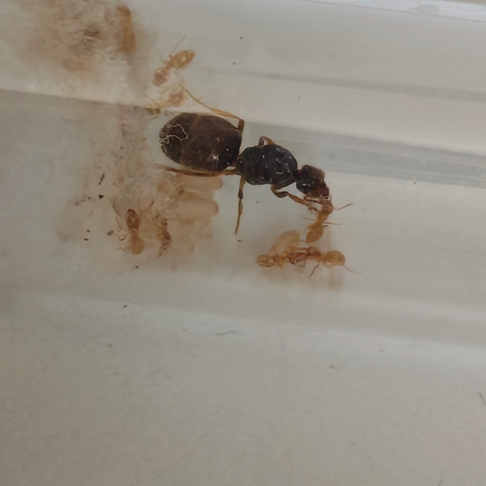Lasius flavus kolonie 5-10 werksters + broed, Dieren en Toebehoren, Mieren