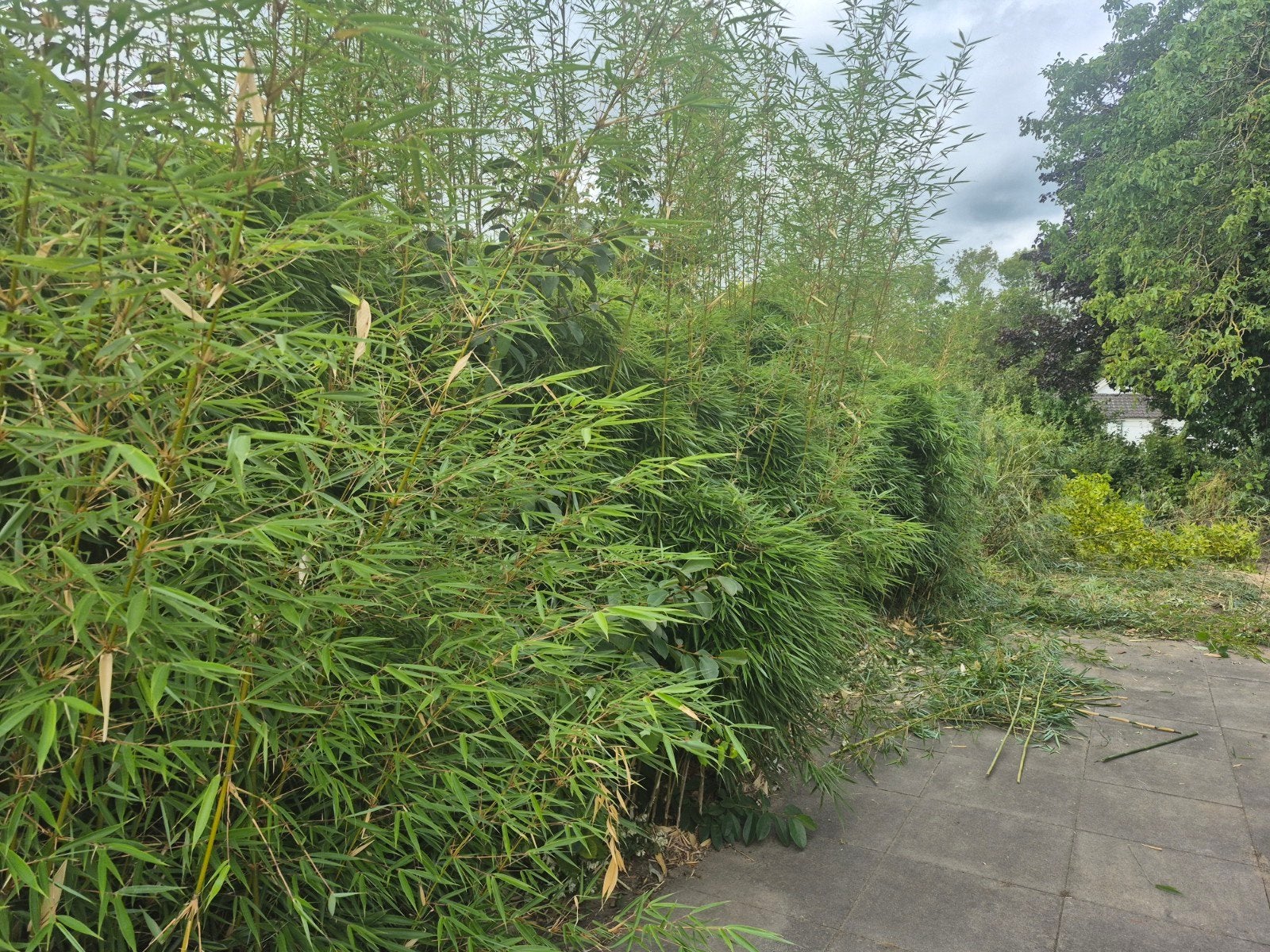 Grote bamboeplanten, gratis. zelf snoeien, Vaste plant, Bloeit niet, Halfschaduw, Ophalen