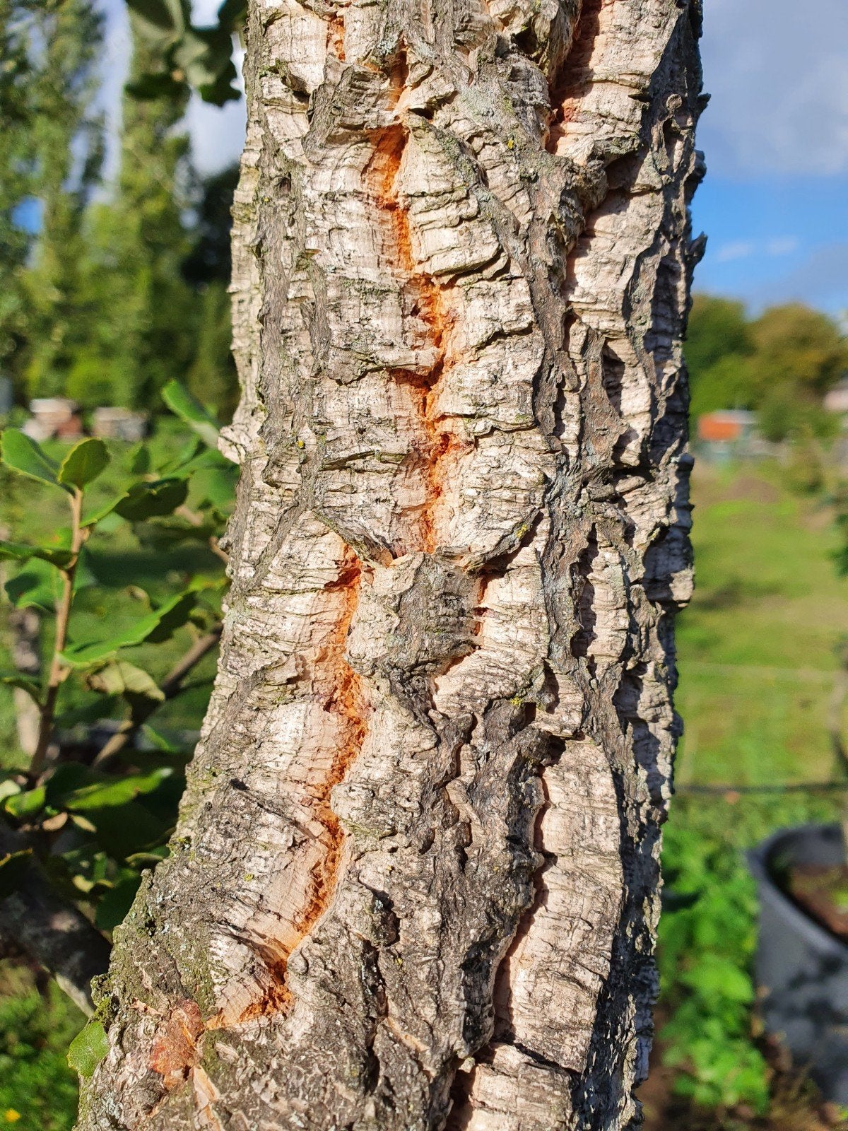 Quercus Suber / mediterrane kurkeik / halfstam / wintergroen, Bloeit niet, 400 cm of meer, Ophalen, Volle zon