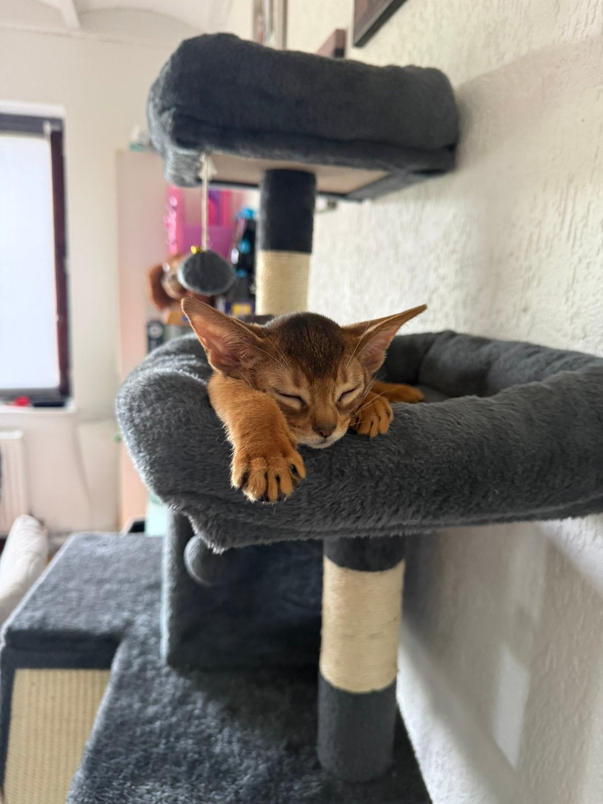 PRACHTIGE RASZUIVERE ABESSIJNSE KITTENS BESCHIKBAAR!, Dieren en Toebehoren, Poes, Met stamboom, 0 tot 2 jaar