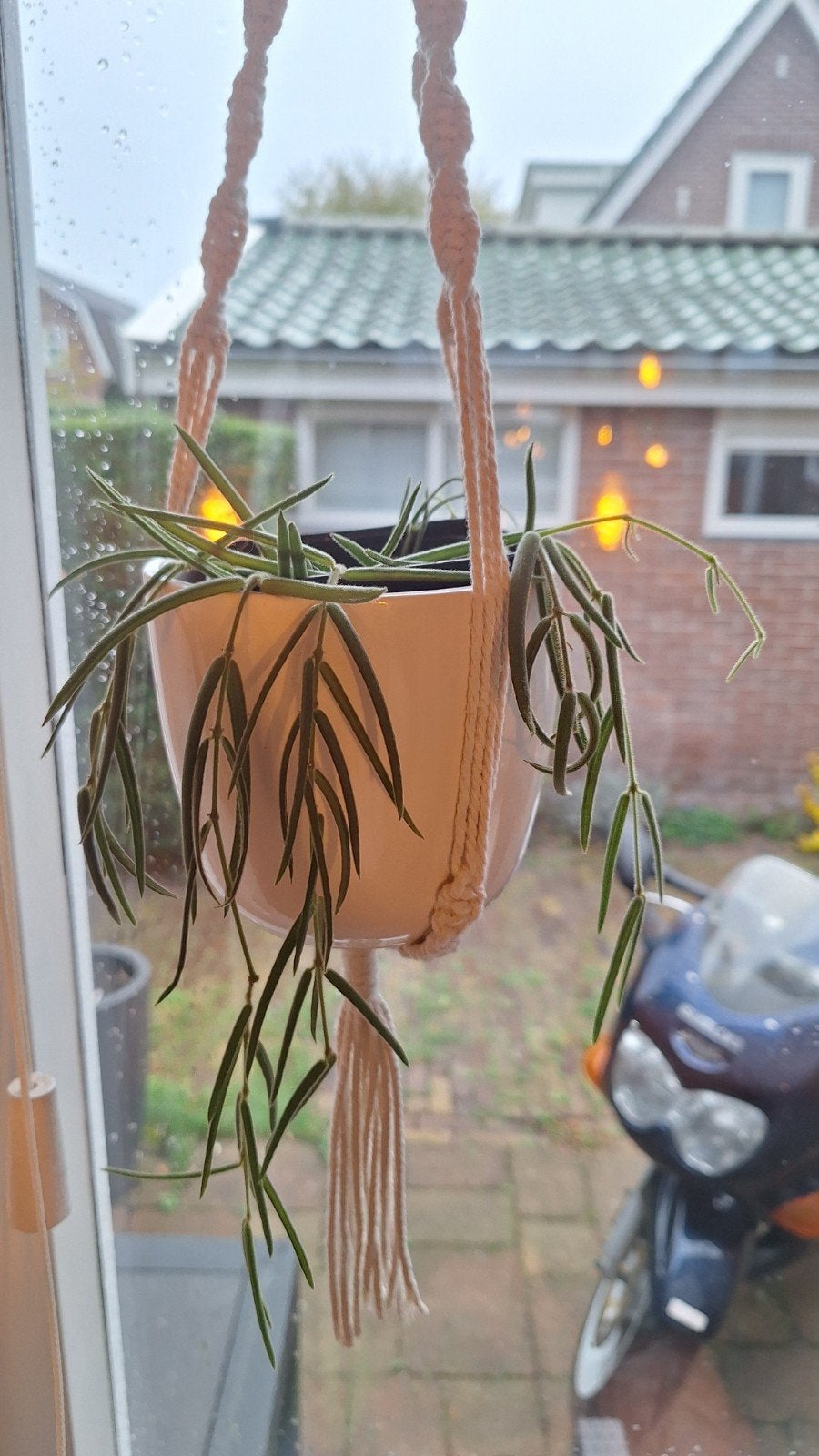 Hoya Linearis stekjes - Unieke hangplant, Ophalen