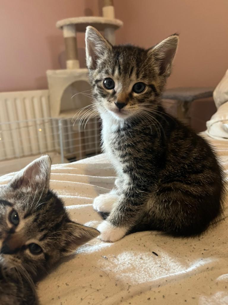 Superlieve kittens, Dieren en Toebehoren, Meerdere dieren, Kortharig, 0 tot 2 jaar