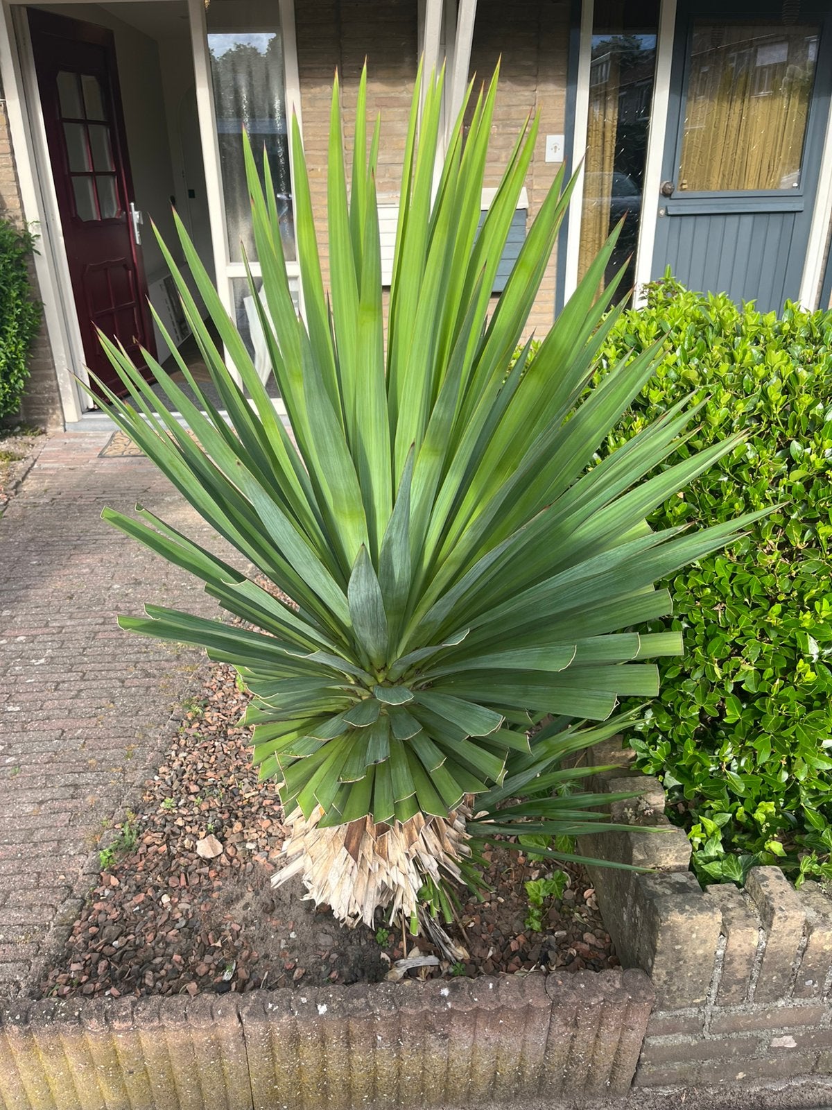 Twee 2x Yucca palmlelie planten te koop voor tuin of terras, Volle zon, Vaste plant, Bloeit niet, Ophalen