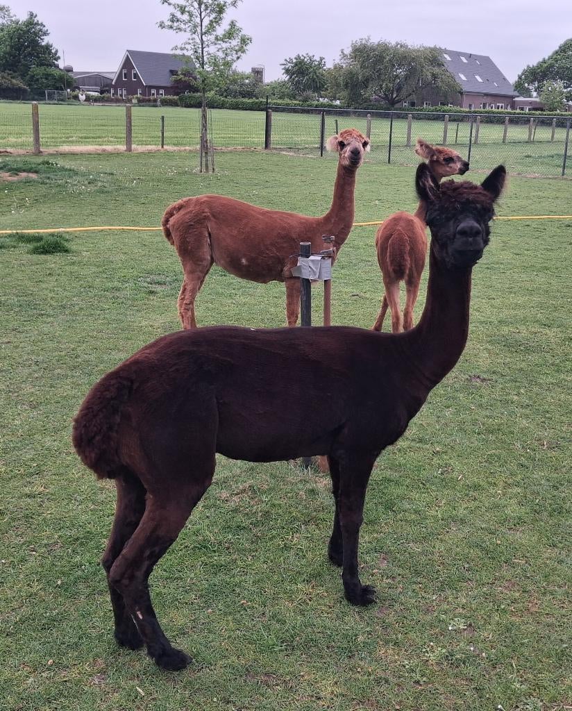 Alpaca's, Dieren en Toebehoren, Oktober, Mannelijk