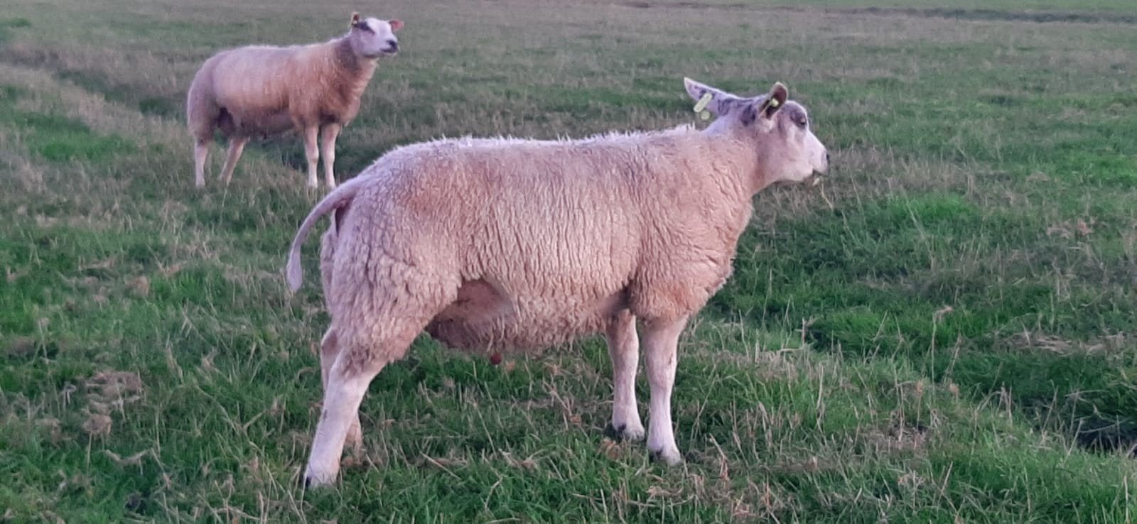 dekrammen, Mannelijk, Schaap, 0 tot 2 jaar