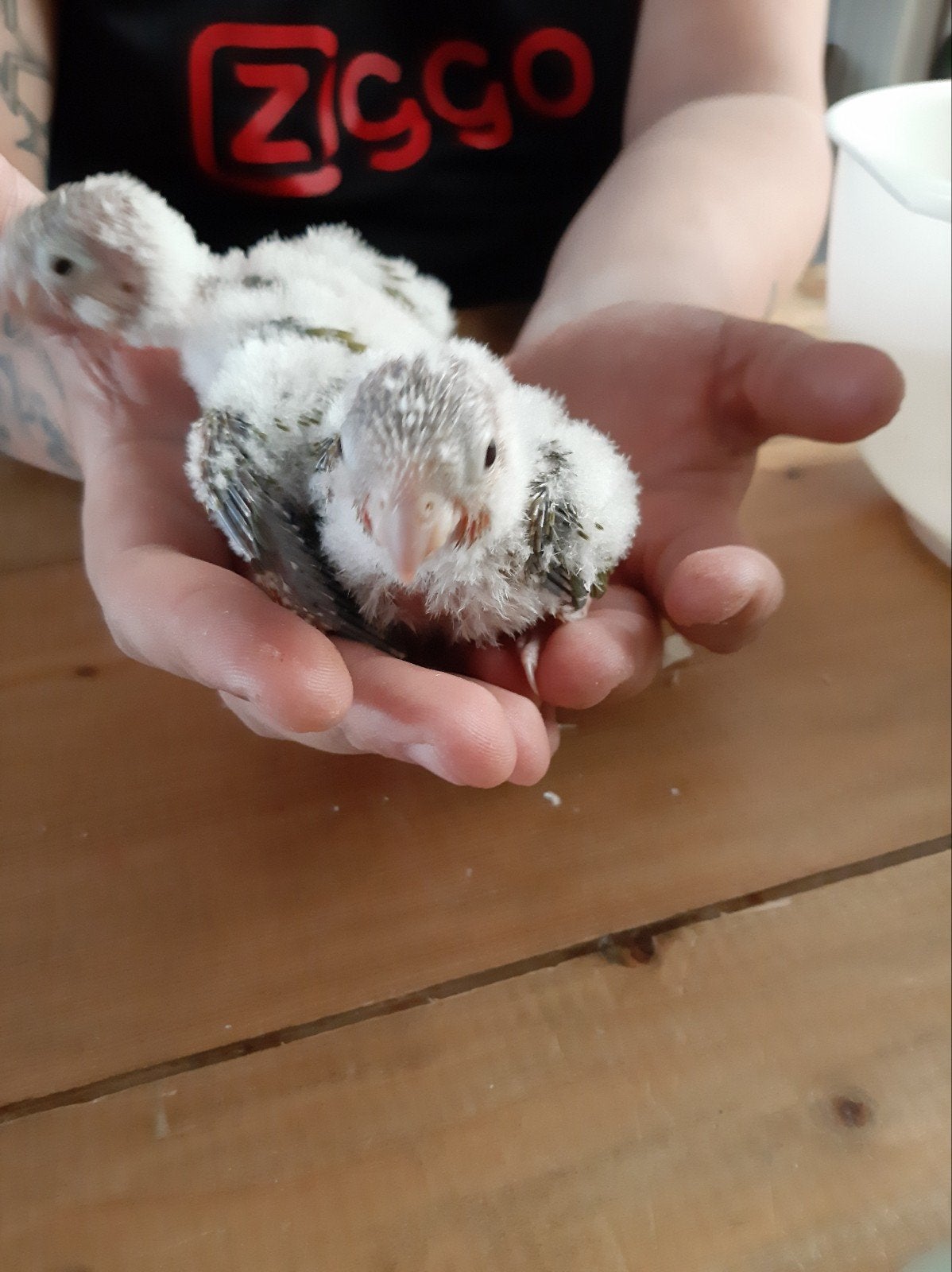 Mooie jonge Pyrrhura,s, Geslacht onbekend, Parkiet, Tam