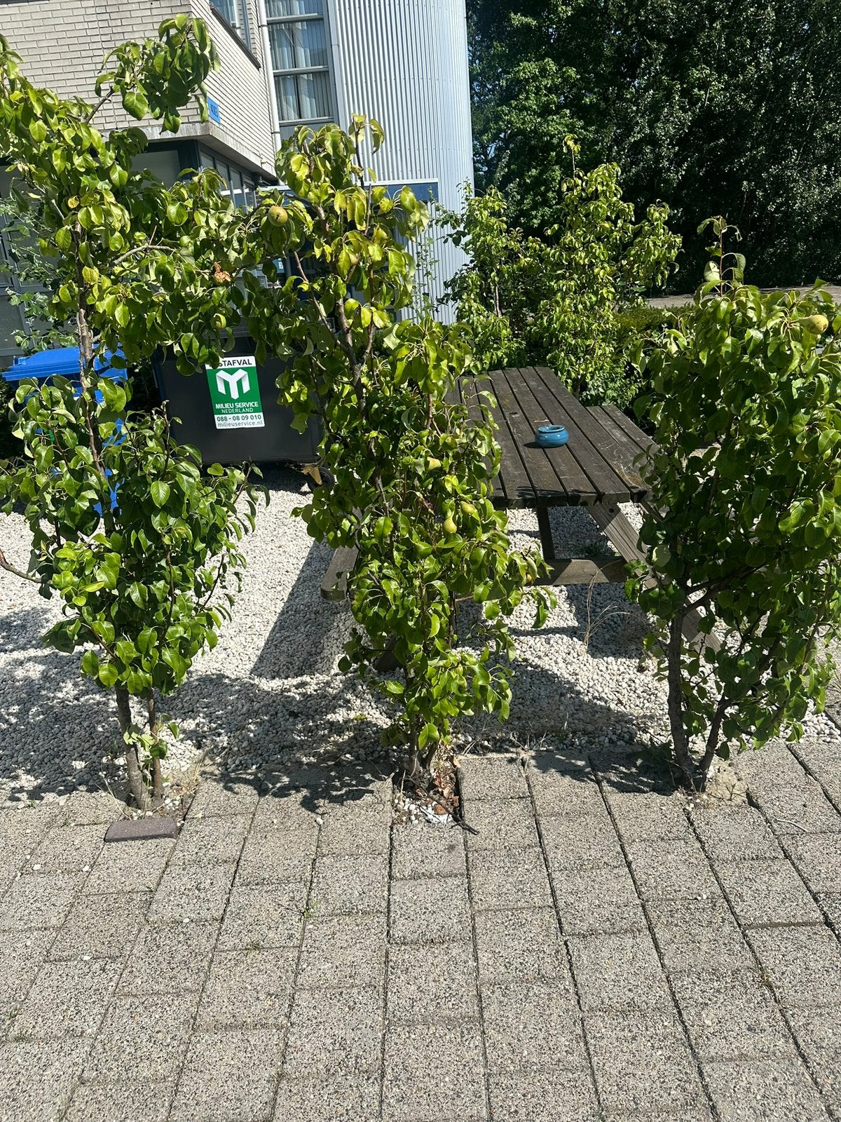 Gratis perenboom perenplant 3 stuks, Tuin en Terras, Planten | Bomen, Ophalen, Volle zon, Overige soorten