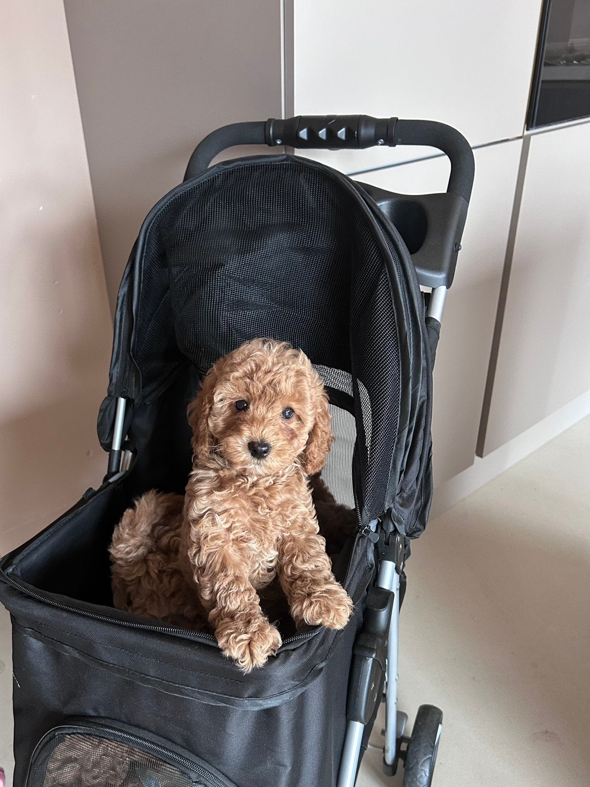 Toy poedel, Poedel, Parvo, 8 tot 15 weken, Meerdere