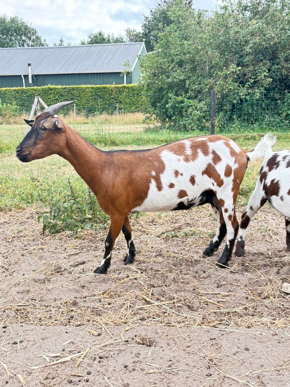 Koppel dwerggeiten, Meerdere dieren, Geit