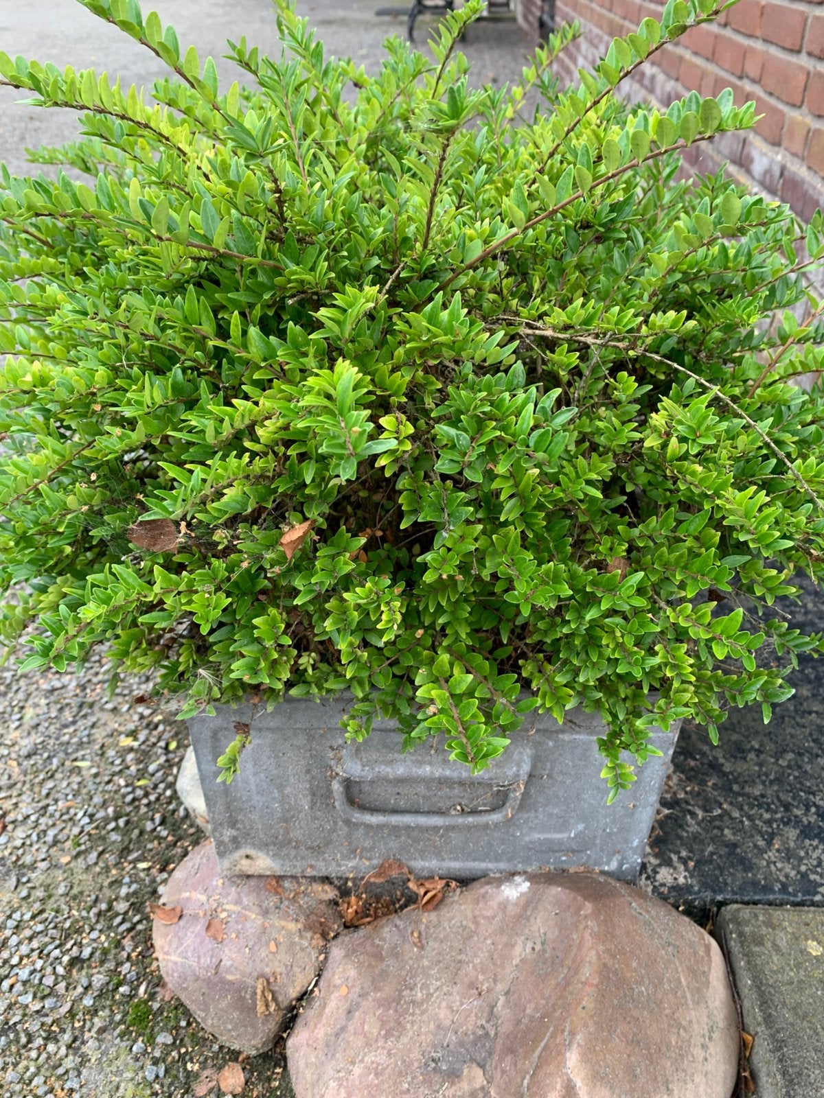 Plant Lonicera Nitida “ Elegant “, Ophalen of Verzenden, Overige soorten, Struik, Minder dan 100 cm