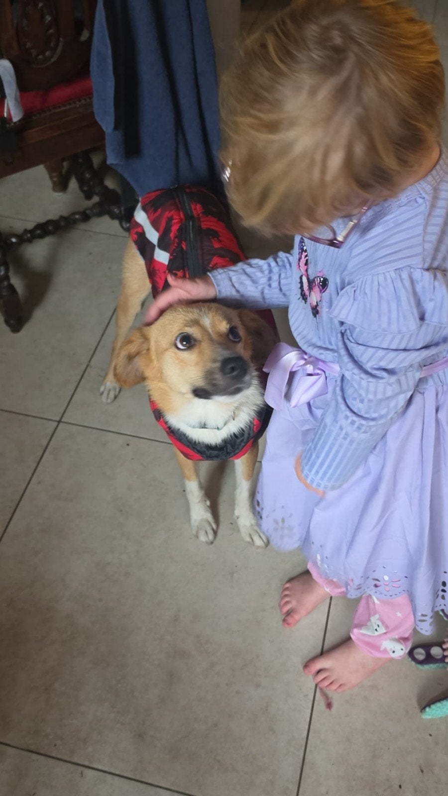 🐾 Ron zoekt een liefdevol thuis – een forever thuis 🐾

Ron, Dieren en Toebehoren, Particulier, Reu, 1 tot 2 jaar, Buitenland