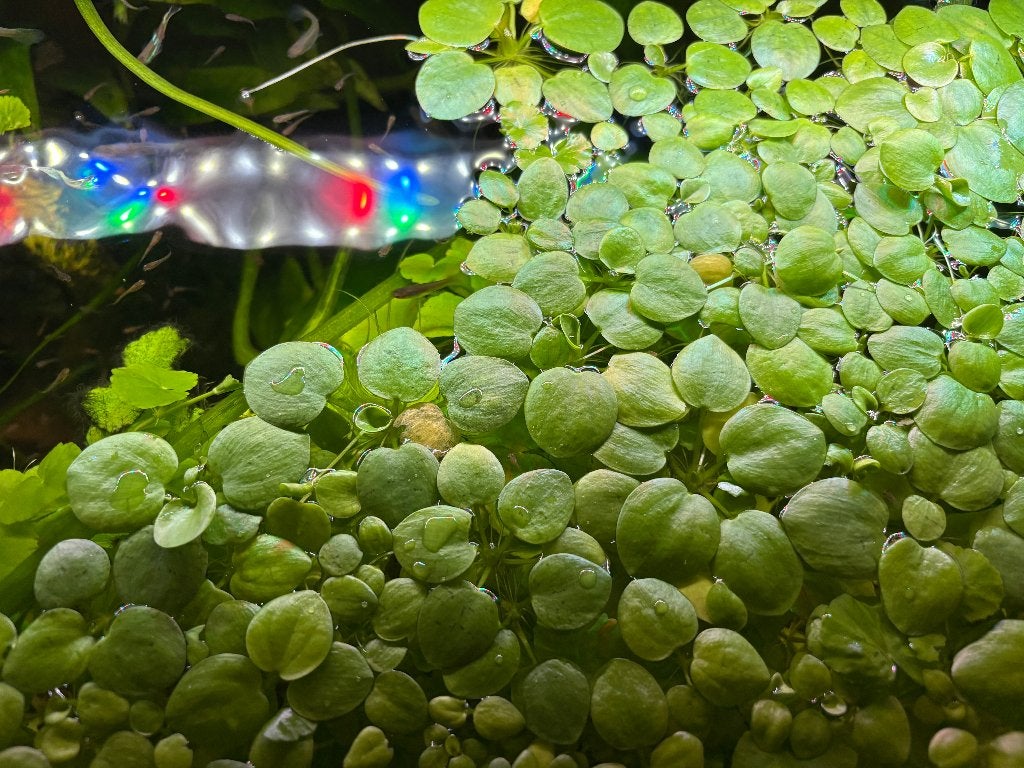 Limnobium laevigatum-Amazone Kikkerbeet - Drijfplantje, Ophalen, Nieuw, Plant(en), Steen of Hout