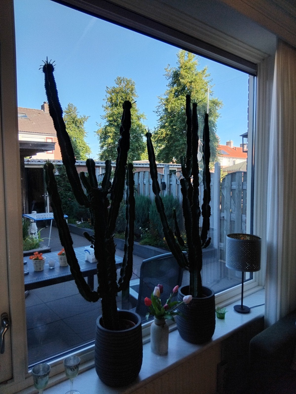 twee cactussen, Tuin en Terras, Ophalen, Overige soorten, Volle zon
