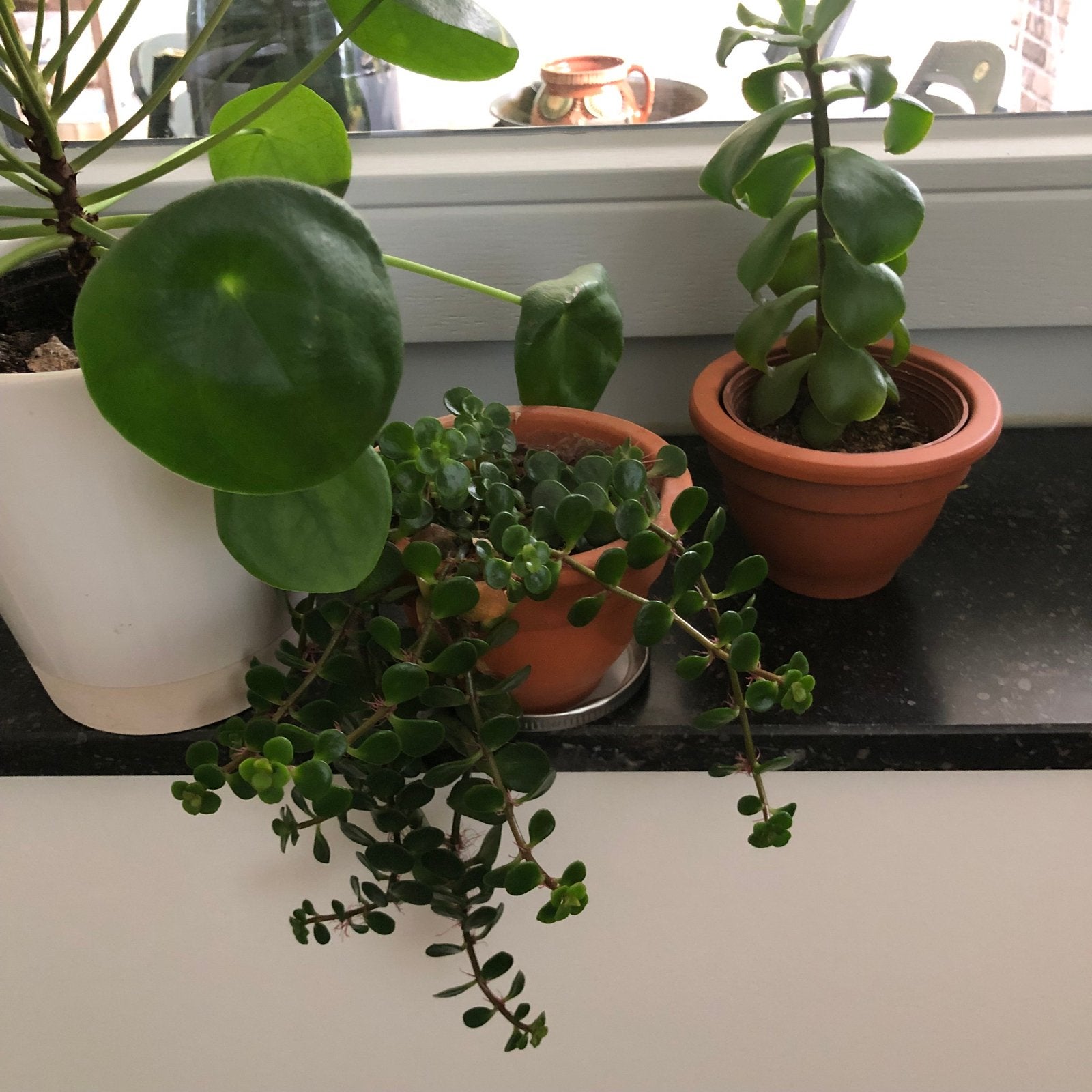 3 kamerplanten: Pannenkoekenplant, Vetplant en Crassula, Ophalen, Overige soorten, Halfschaduw, In pot