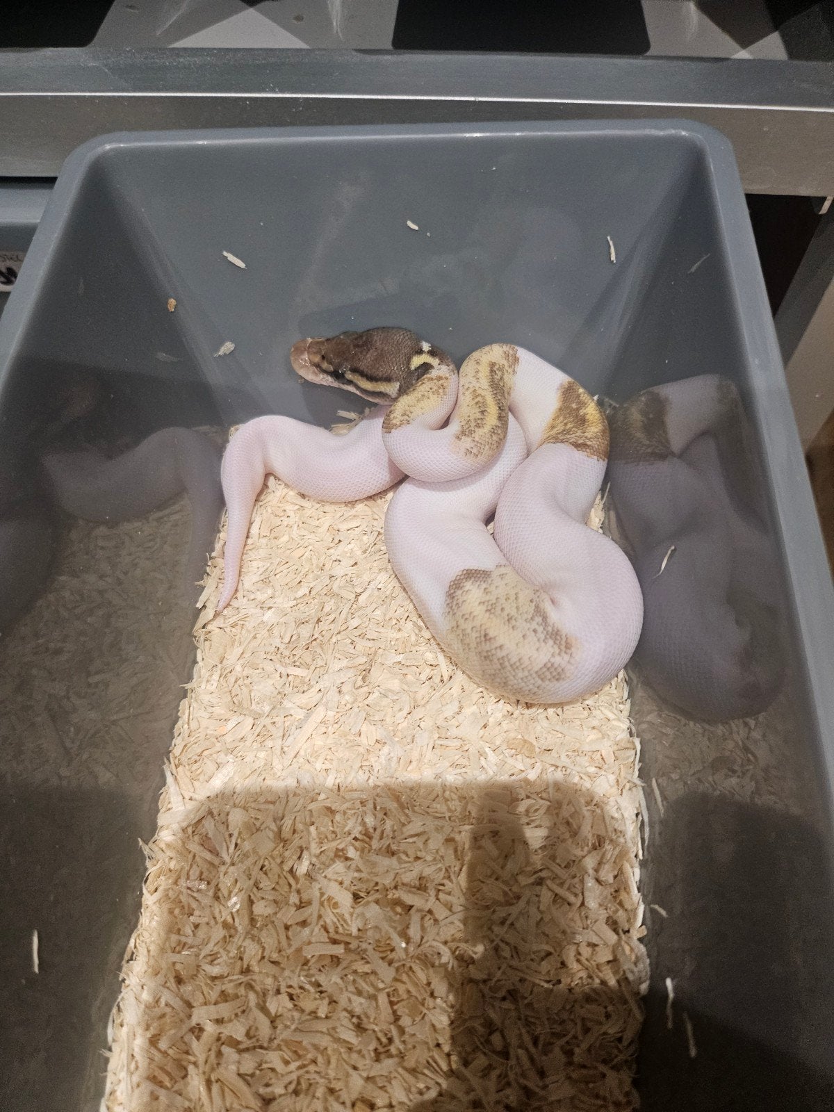 Nakweek en Proven Breeder Ball Python te koop, Dieren en Toebehoren, Slang, Tam, 0 tot 2 jaar