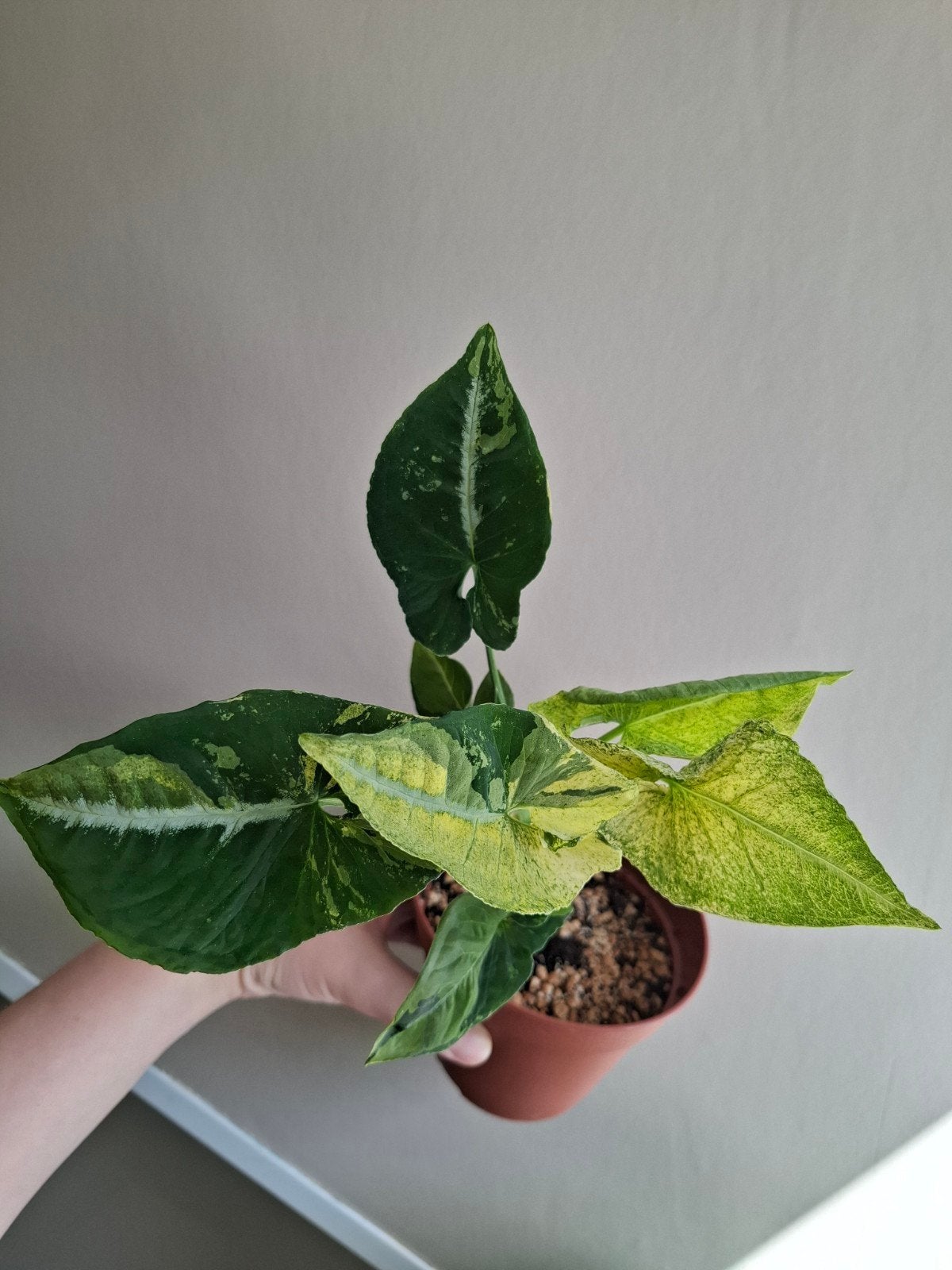 syngonium scrembled eggs, Huis en Inrichting, Ophalen, Halfschaduw, Minder dan 100 cm
