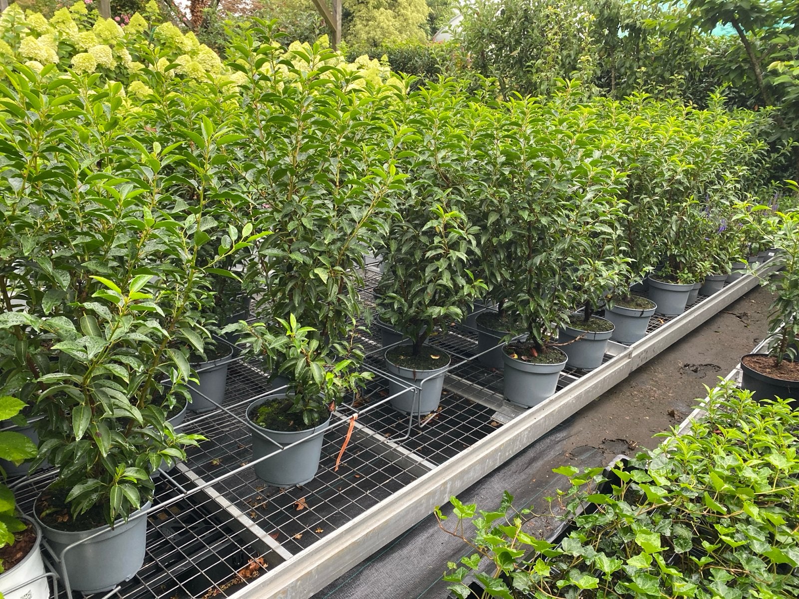 Portugese laurier 90/100 cm hoog, Vaste plant, Bloeit niet, Halfschaduw, Ophalen