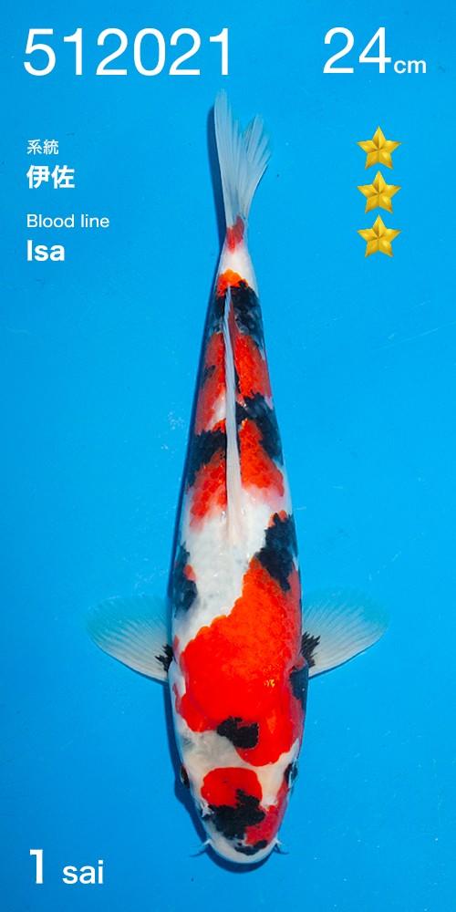 Vhq showa van de ogata veiling, Karper of Koi