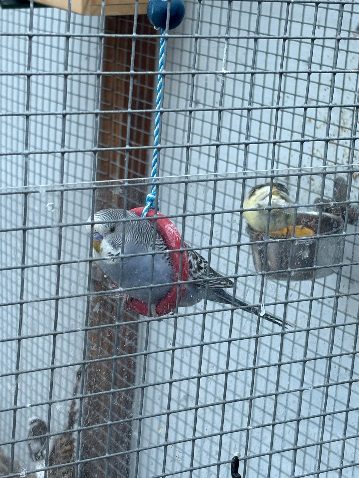 Parkieten jonge, Geslacht onbekend