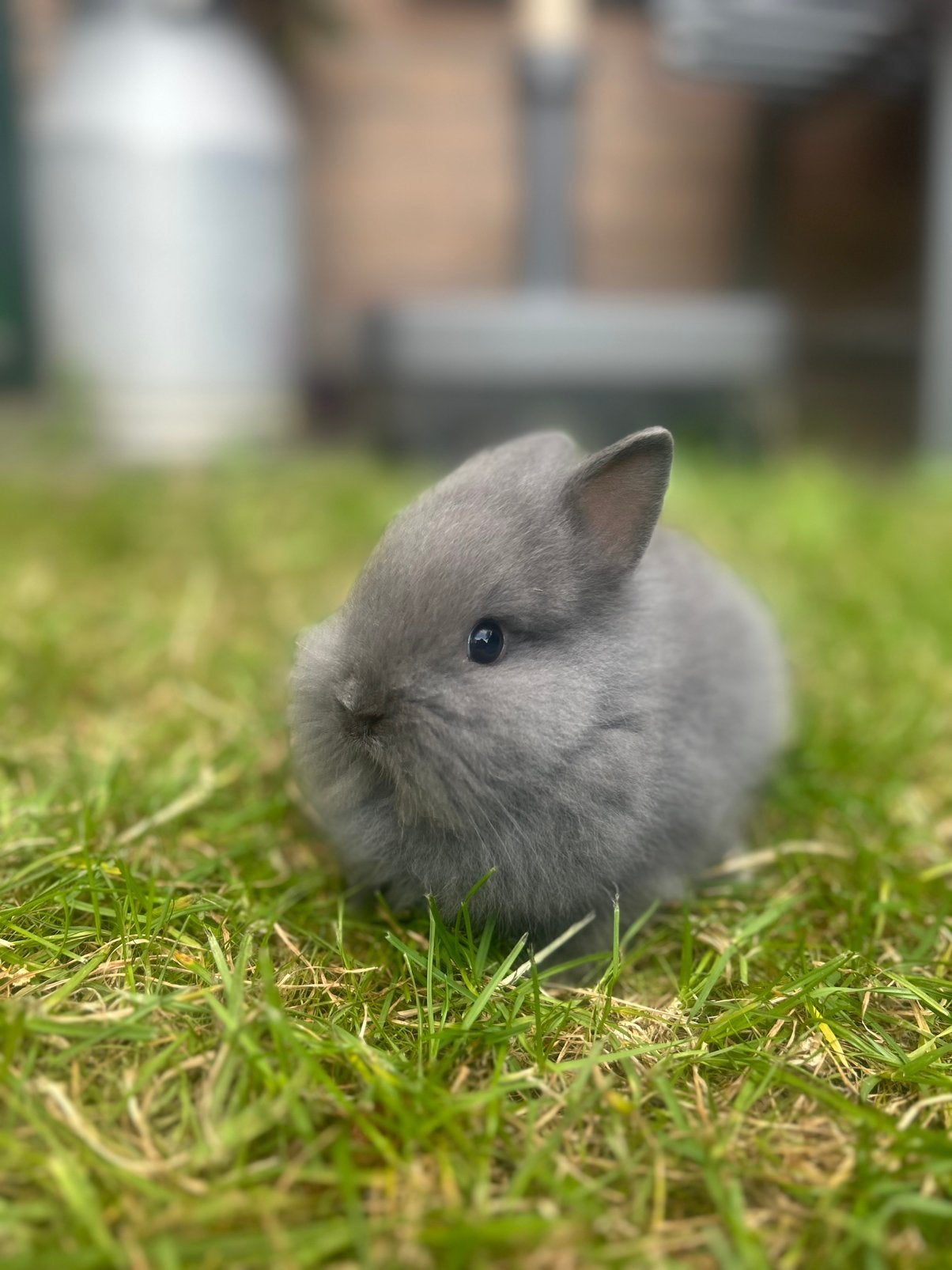 Teddy dwerg konijntje, Dieren en Toebehoren, Konijnen, Vrouwelijk, Dwerg