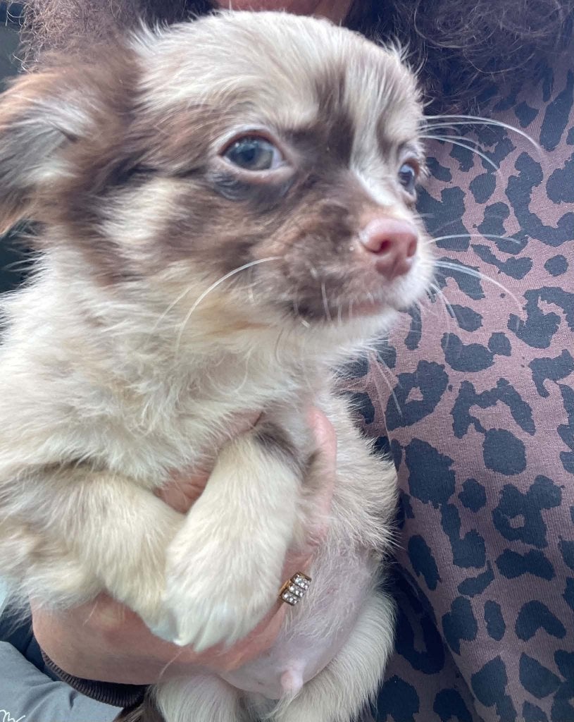 chihuahua pups langharig choco merle zeer mooi raszuiver, Nederland, 8 tot 15 weken, CDV (hondenziekte), Meerdere