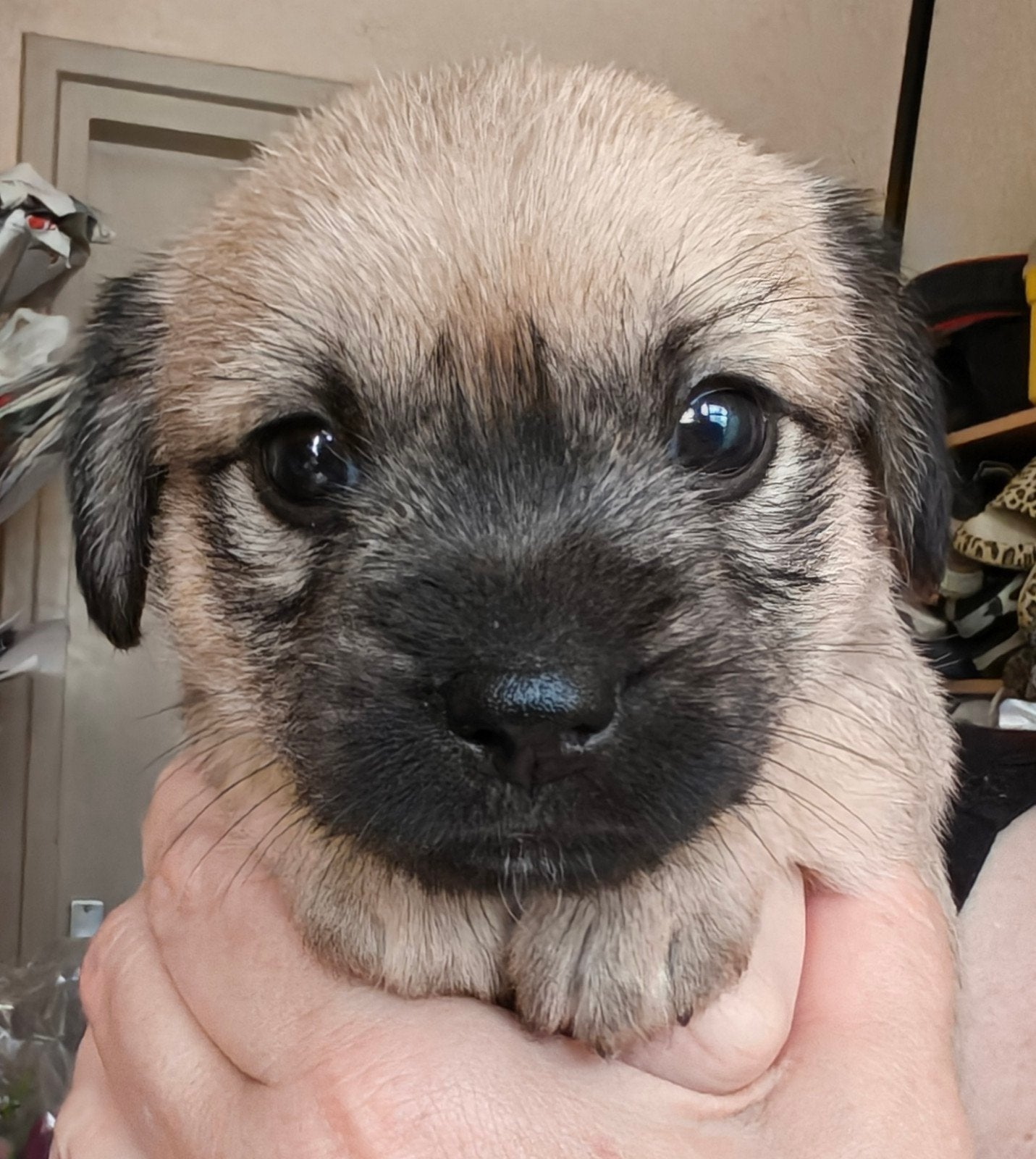Te reserveren nog 2 puppy's meisjes/ teefjes Boomer x AHT, Overige rassen, 8 tot 15 weken, Teef, Meerdere