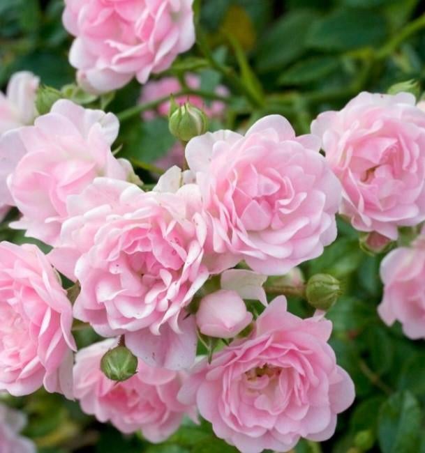 Dwerg roosjes, Tuin en Terras, Planten | Tuinplanten, Ophalen, Overige soorten, Volle zon