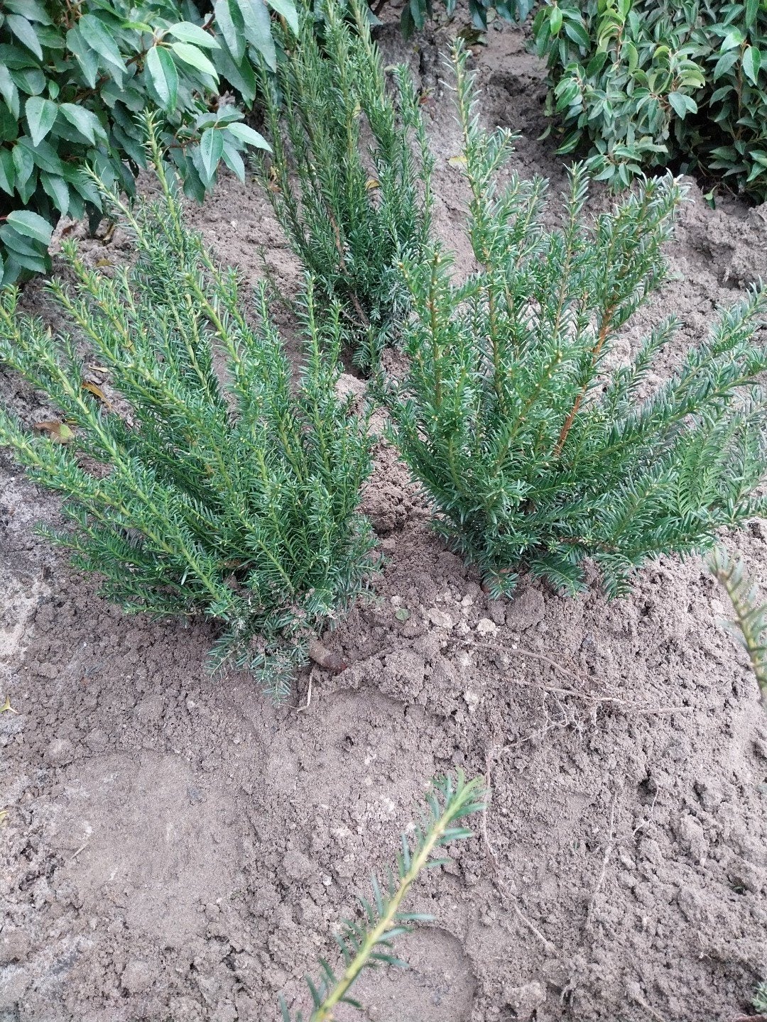 Taxus Baccata 40-60 cm - Haagplant / Solitair, Vaste plant, Bloeit niet, Halfschaduw, Ophalen