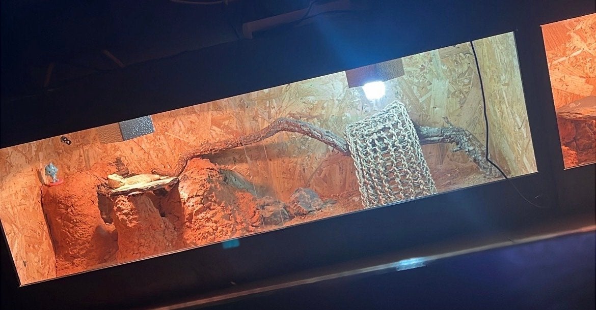 Baardagaam man incl osb terrarium 120x50x50 Bearded Dragon - male for sale from Kim