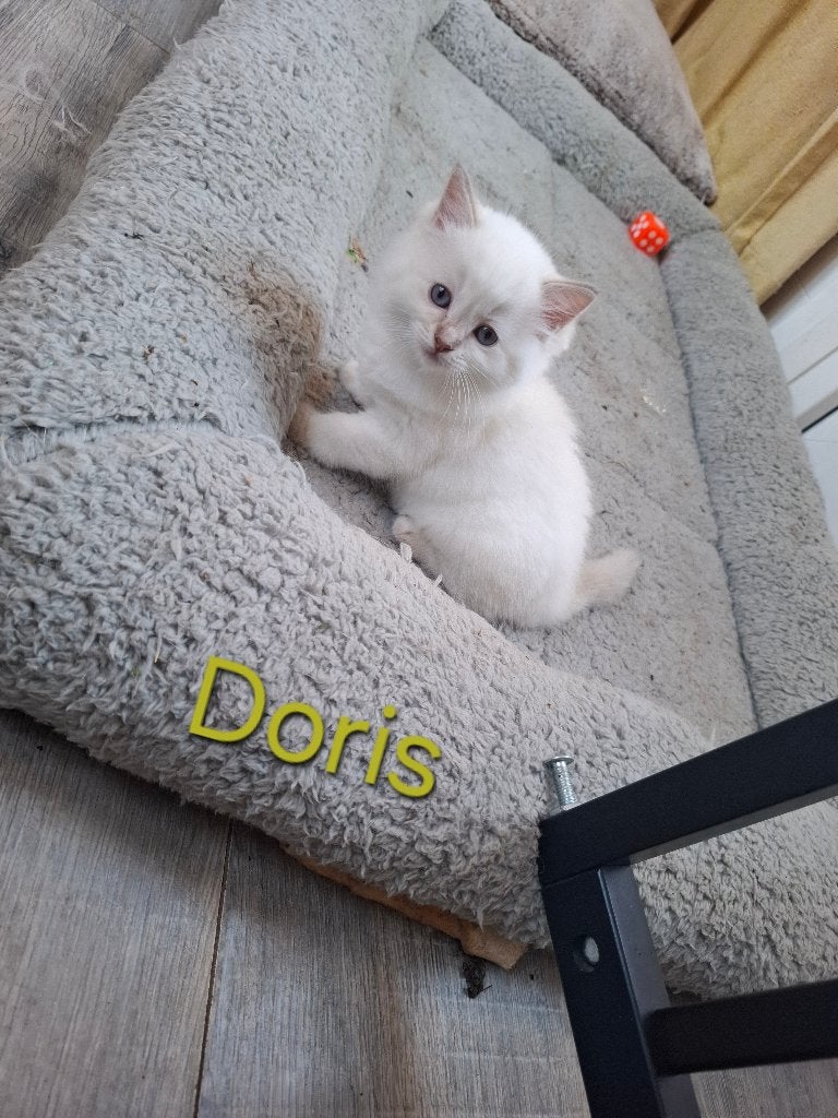 Ragdoll kittens met stamboom, Meerdere dieren, Met stamboom, 0 tot 2 jaar