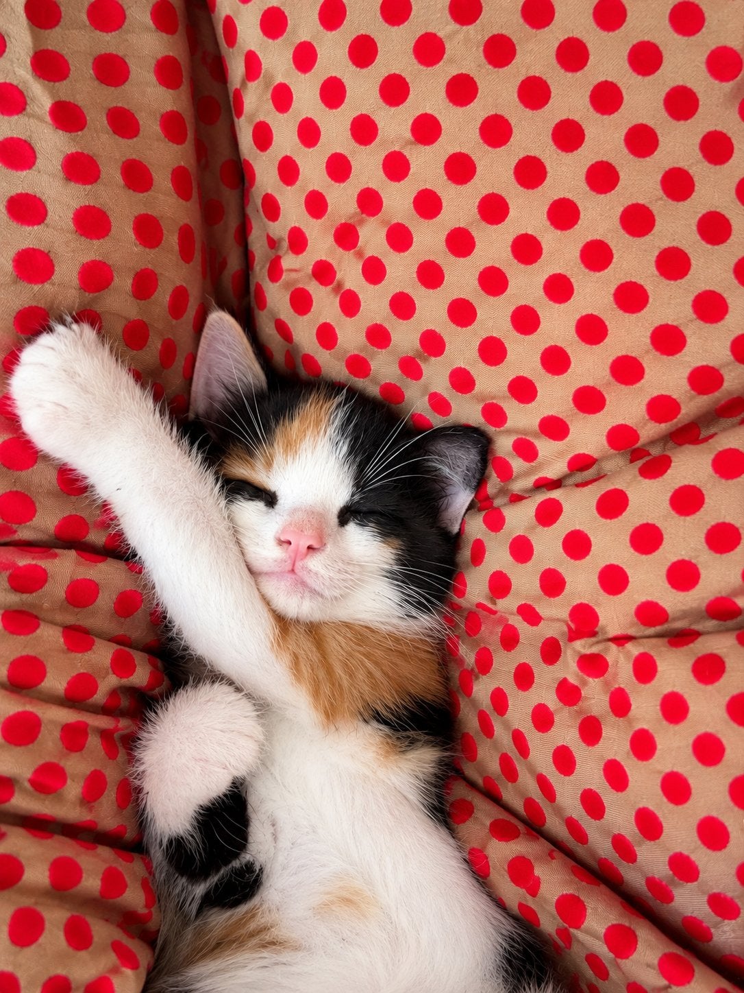 Super mega lieve kittens, zelfs gewend aan Sint Bernard, Meerdere dieren