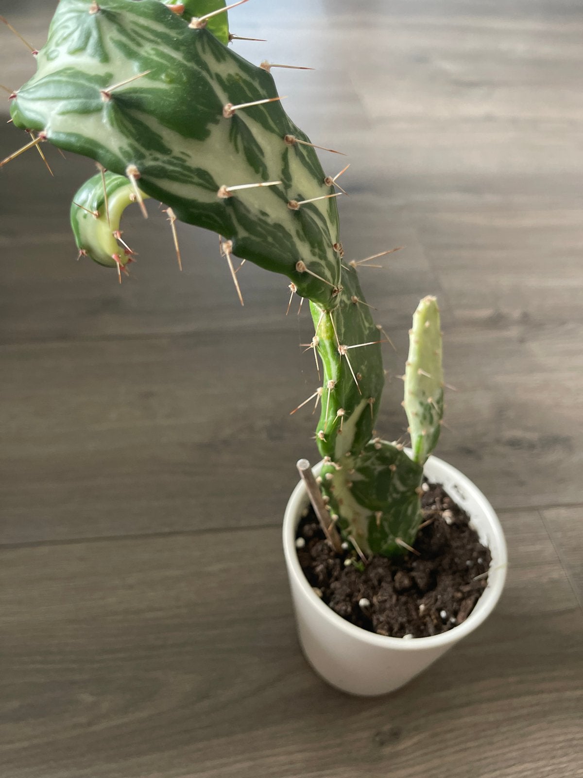 Opuntia Monacantha Variegata - Bonte schijfcactus, Volle zon, Vaste plant, Bloeit niet, Ophalen