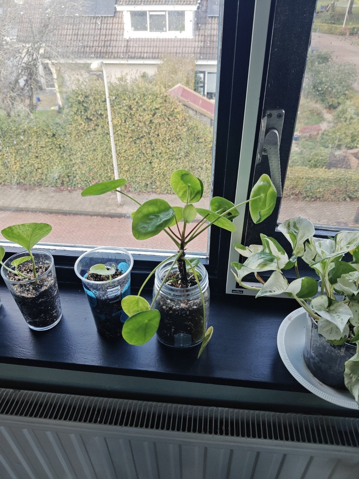 Diverse plantenstekjes te koop, Vaste plant, Bloeit niet, Halfschaduw, Ophalen