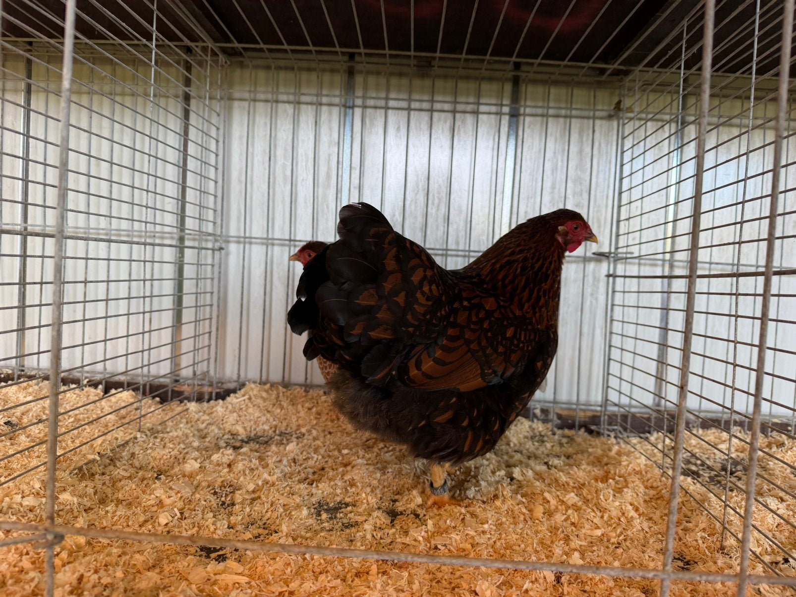 Wyandotte krielen, Dieren en Toebehoren, Meerdere dieren, Kip