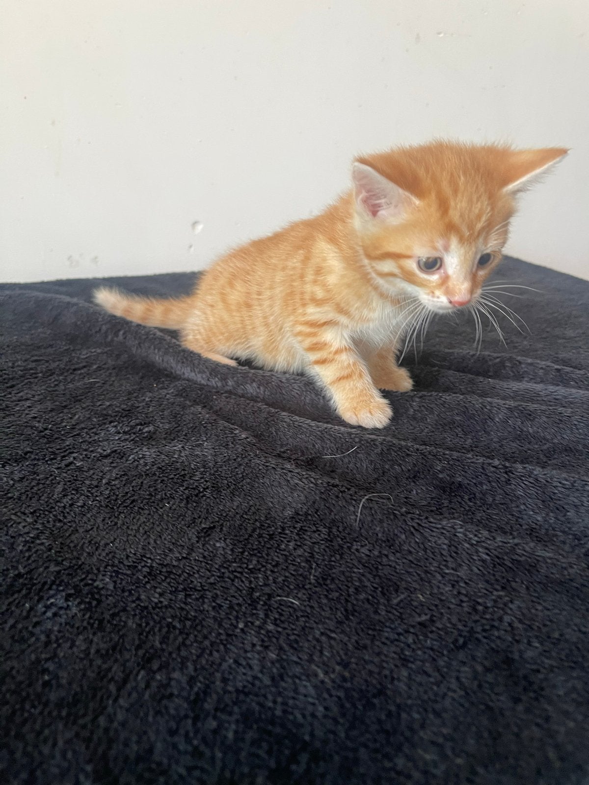 3 katertjes, Dieren en Toebehoren, Katten en Kittens | Overige Katten, Kater