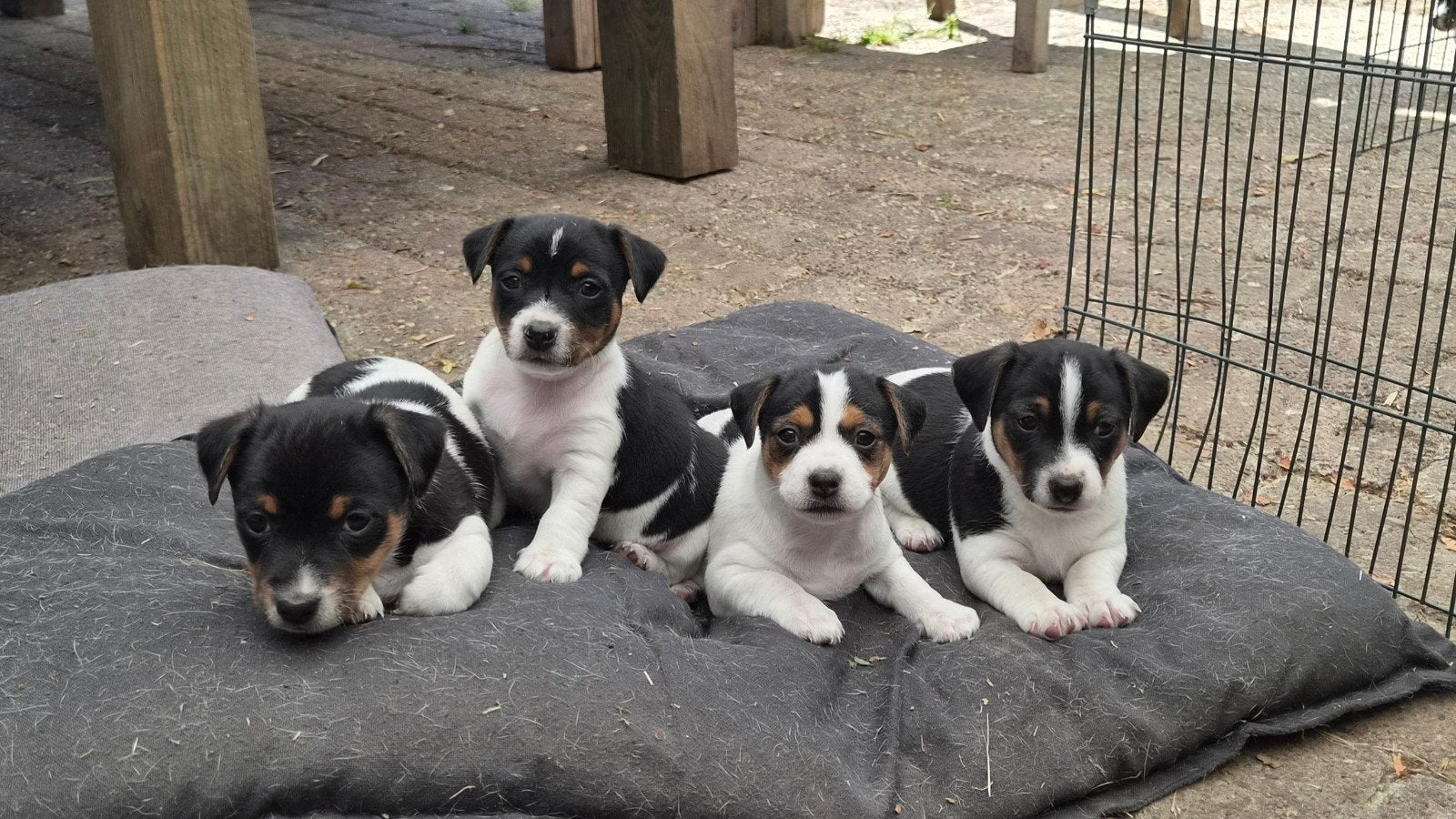 Jack Russell puppies, Dieren en Toebehoren, Honden | Jack Russells en Terriërs, Jack Russell Terriër, 8 tot 15 weken, Parvo, Meerdere