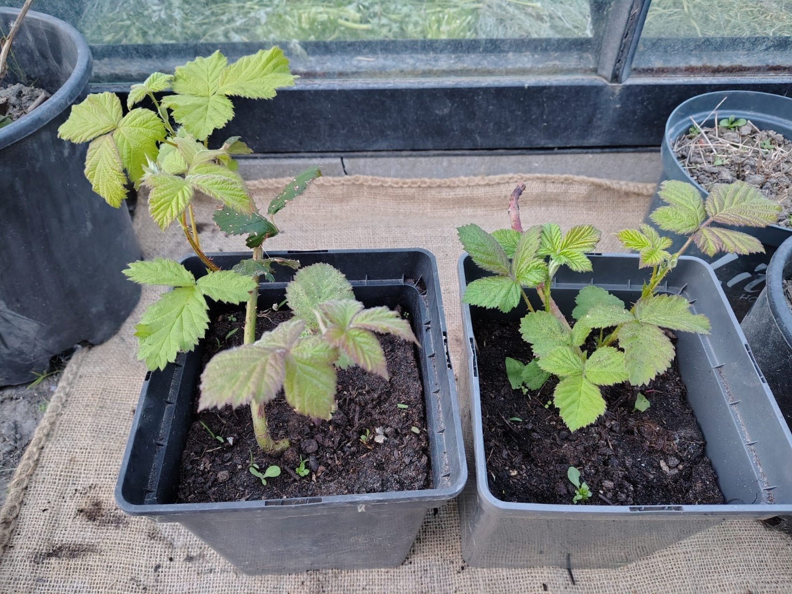 2 bramen planten in pot, Tuin en Terras, Ophalen, Volle zon, Vaste plant, Fruitplanten