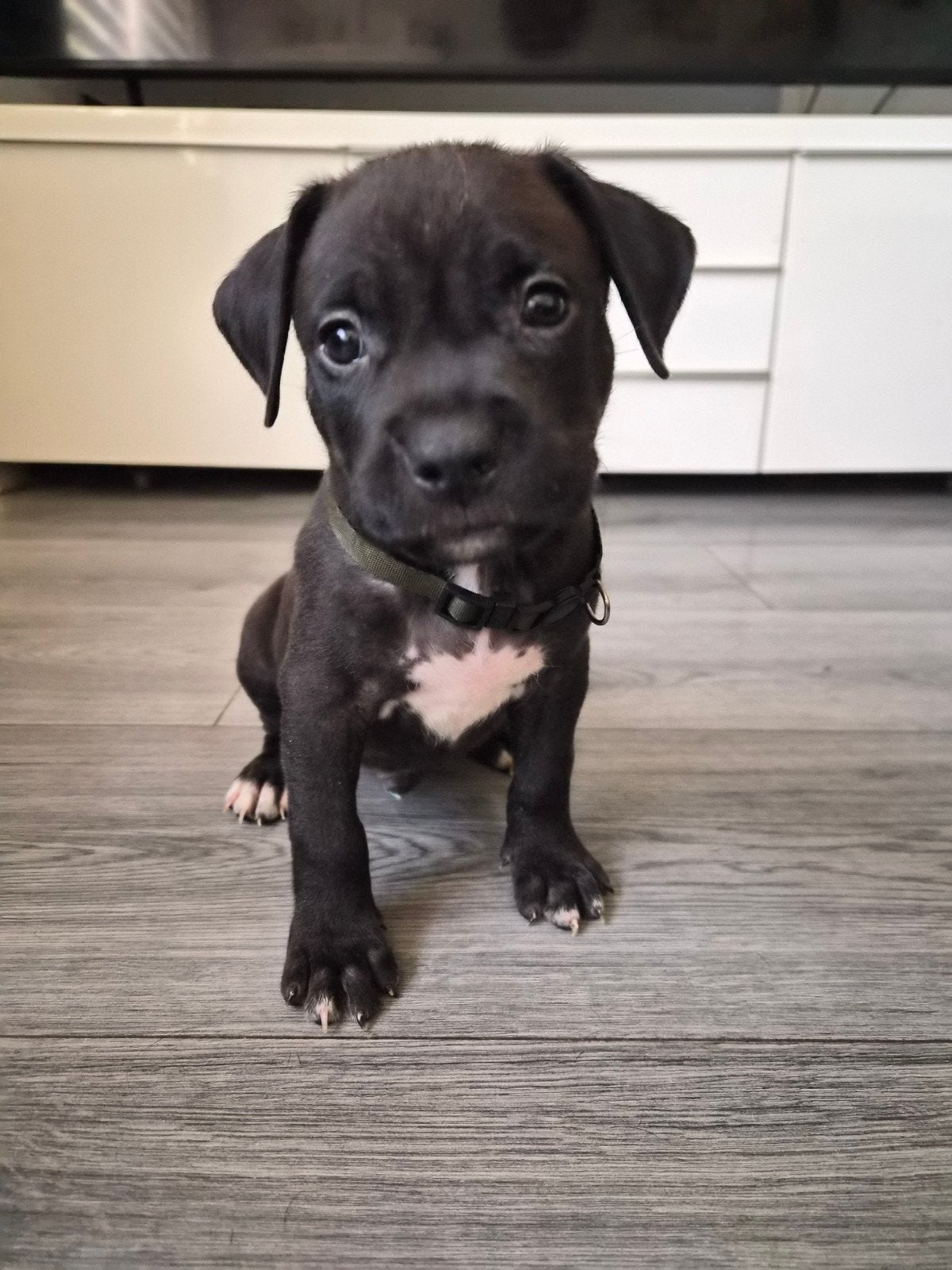 prachtige amerikaanse stafford pups, Dieren en Toebehoren, Honden | Jack Russells en Terriërs, Parvo, 8 tot 15 weken, American Staffordshire Terriër