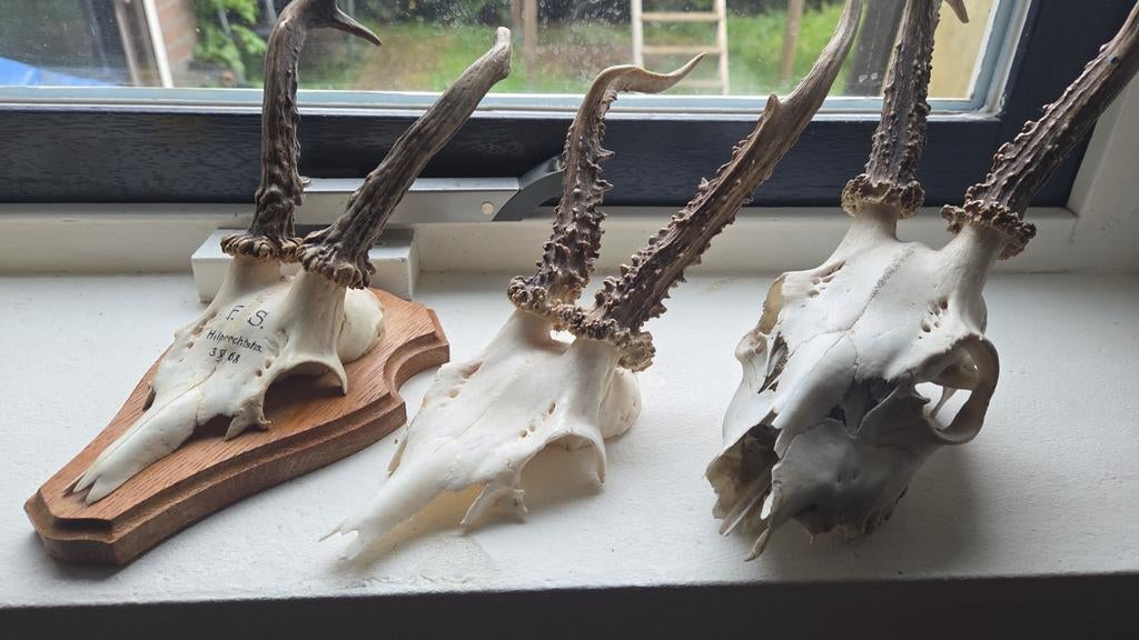 3 hertenkopjes met gewei - Decoratieve schedels, Ophalen, Gebruikt, Hert, Gewei of Kop