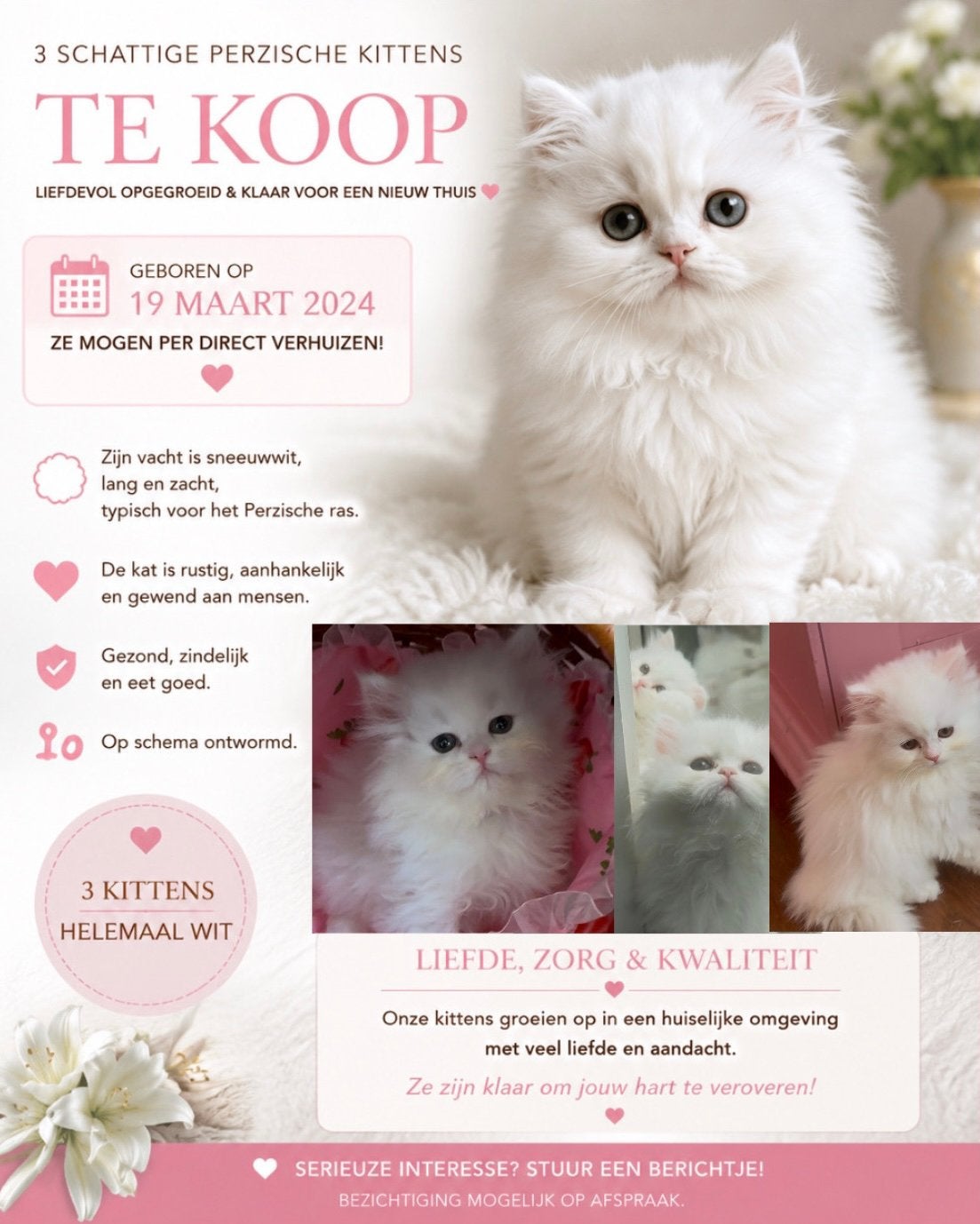 3 Sneeuwwitte Perzische Kittens, Meerdere dieren, Ontwormd